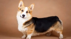 Rasa de câini welsh corgi - prietent puternic, inteligent, energic